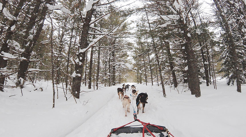 FeaturedPost 5 Important Reminders for Professional Dog Sledding - 5 Important Reminders for Professional Dog Sledding