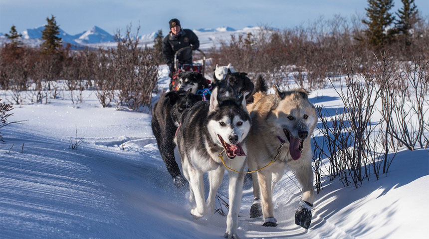 FeaturedPost What You Need to Know About Dog Sledding and Online Casinos - What You Need to Know About Dog Sledding and Online Casinos